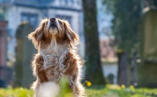 Le verità sul Pet Food