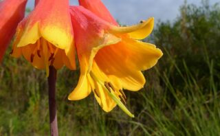 Solstizio d’inverno: Reni e Vescica in Medicina Tradizionale Cinese (per persone e animali)