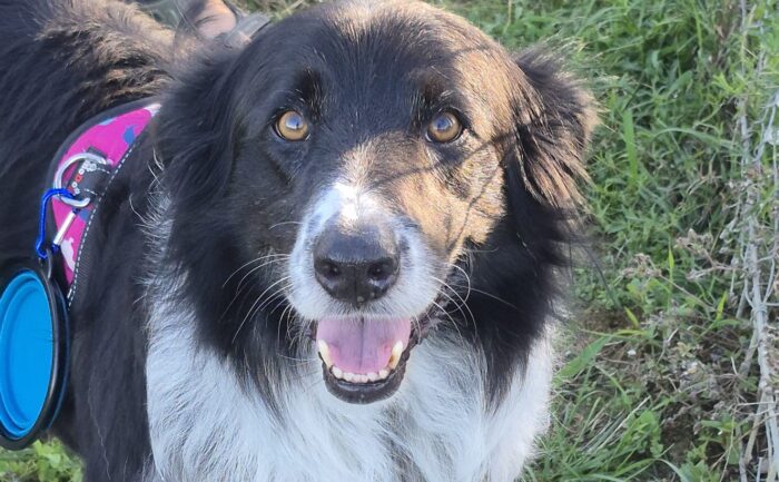 Cane e paura dei temporali