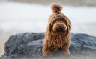 falso mito sull'accoppiamento